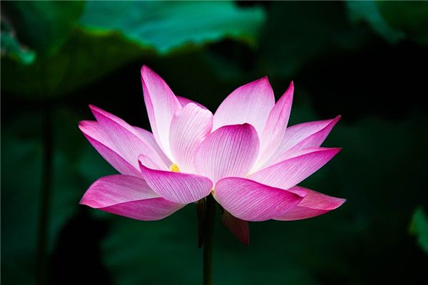梦见花开是什么预兆
